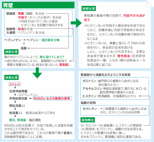 蛋白質の消化