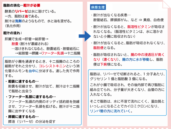 脂肪の消化